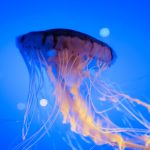 Stevige paddenstoellamp voor bureau