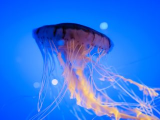 Photo jellyfish floor lamp
