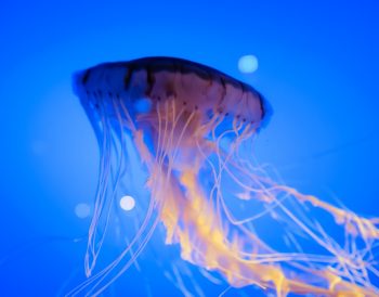 Photo jellyfish floor lamp