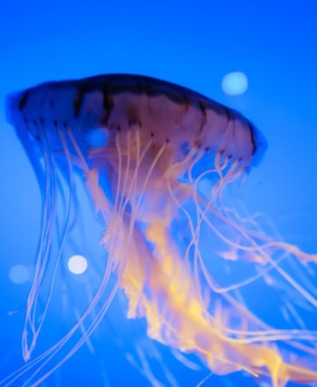 Photo jellyfish floor lamp