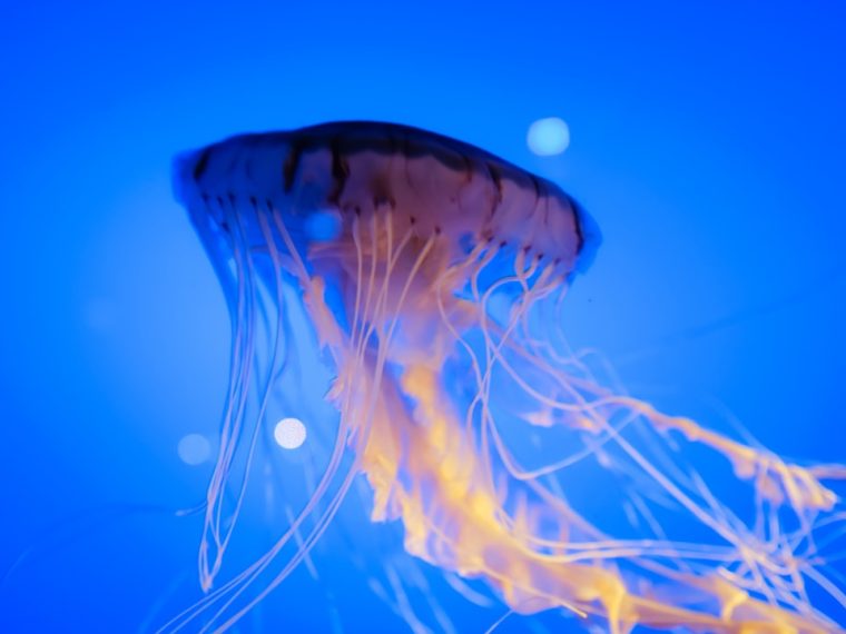 Photo jellyfish floor lamp