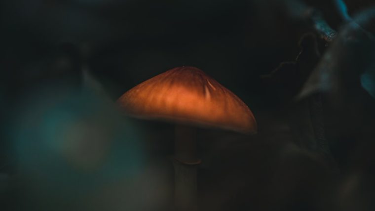 Photo retro mushroom table lamp