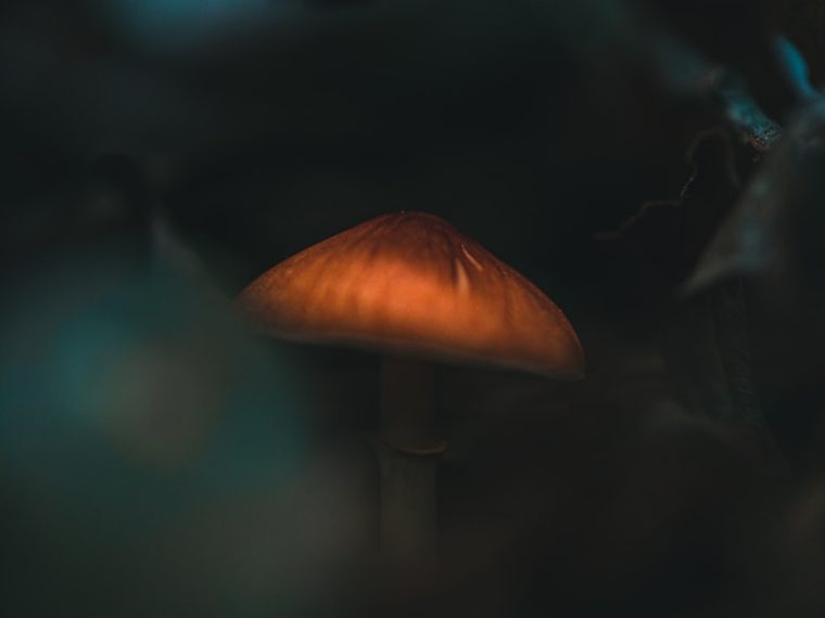 Photo retro mushroom table lamp